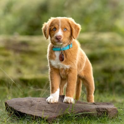 Arcau — Nova Scotia Duck Tolling Retriever