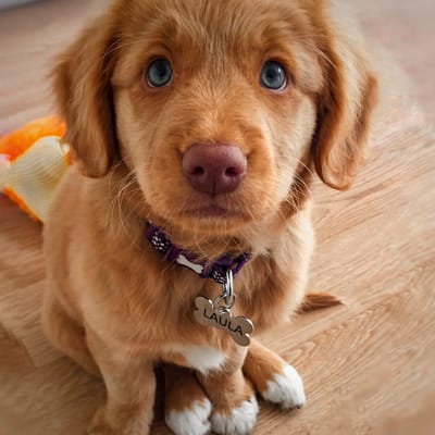 Laula — Nova Scotia Duck Tolling Retriever