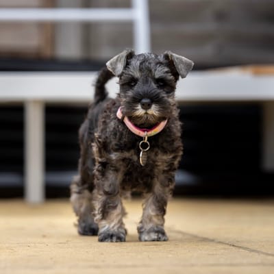 Olive — Miniature Schnauzer