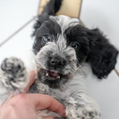 Orla — English Cocker Spaniel × Miniature Poodle